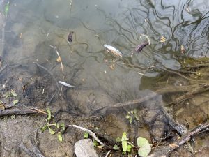 IMG_3140